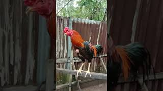 Download lagu ayam magon x BK mp3