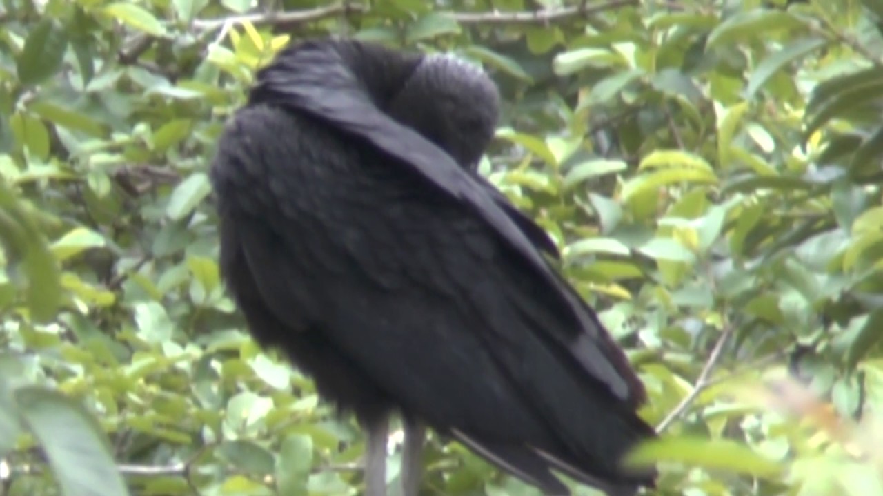 unknown bird