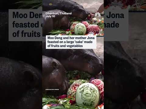 World's favorite pygmy hippo Moo Deng turns 2