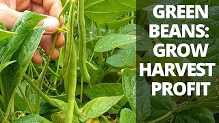How to Grow & Harvest Green Beans for Profit