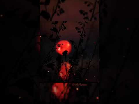 Martin Tillman & Tom Vedvik ~       Amadeus On The Nile