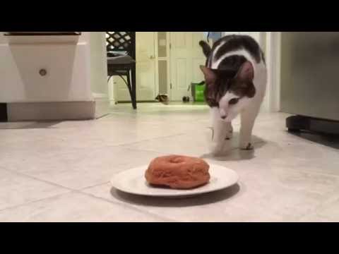 YouTube video about: Are doughnuts bad for cats?