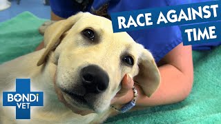 Deadly Pet Poison Emergencies | Bondi Vet Compilations