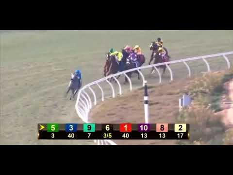 Matriarch Stakes (G1) Winner Regal Glory (USA)🏆