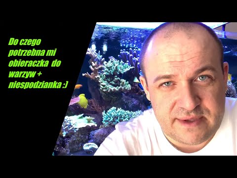 Co wykorzystuję do pielęgnacji zbiornika morskiego? Niespodzianka :) My REEF Tank 300l (80g).