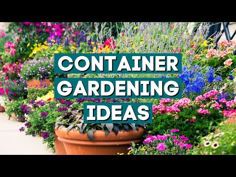 , title : '20+ Stylish Ideas to Plant Your Summer Container Gardens ✨'