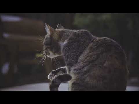 cats are silent killers 🥰