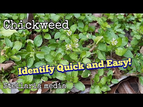 Chickweed Identification - Quick and Easy Ways to ID