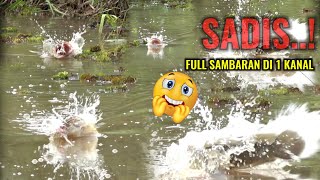 Download lagu FINDING THE DITCH WHERE THE LARGE SNAKEFISH NESTS ARE GATHERED || CASTING IN THE NEST OF THE FERO... mp3