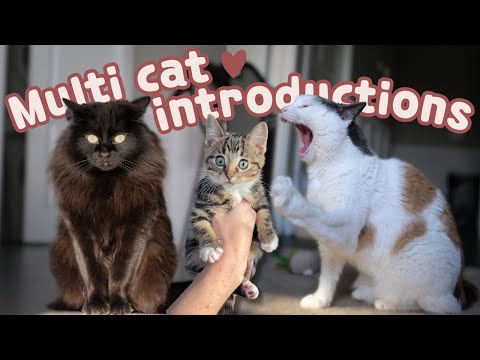 How I Introduced our 2 cats to our Kitten! 🐱