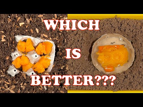 Compost Worm Bait Station Comparison!! Which Captures More Worms? | Vermicompost Worm Farm