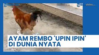 Viral Karakter Ayam Rembo di Serial 'Upin Ipin' Versi Dunia Nyata, Bikin Ngakak Warganet