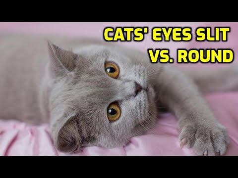 Why Do Cats Change The Shape Of Their Eyes?
