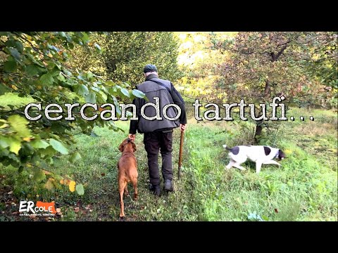 Aspettando la Tartufesta 1... i cani da tartufo
