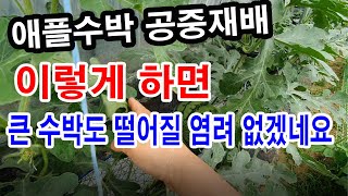 애플수박 공중재배. 이렇게 하면 큰 수박도 떨어질 염려 없겠네요(수박재배,애플수박 재배, 수박 심기, 수박 …