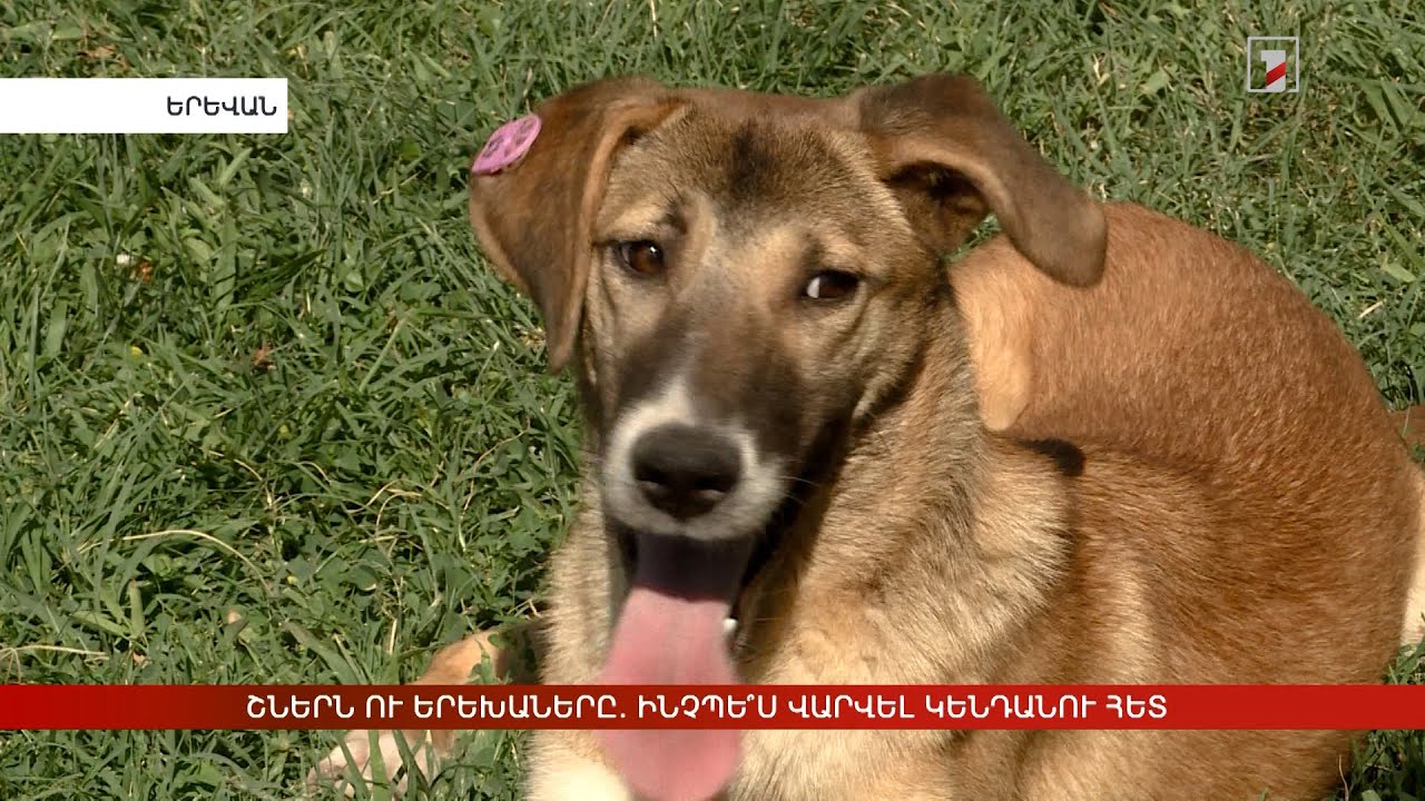 Շներն ու երեխաները. ինչպե՞ս վարվել կենդանու հետ