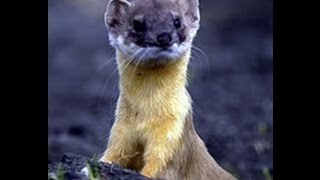 POP GOES THE WEASEL with a little spice (piano cover)