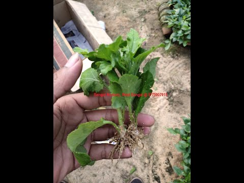 Full sun exposure natural marigold chamanthi plant, for farm...