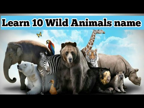 Learn 10 wild animals name with spelling in english for kids || #nameofwildanimals