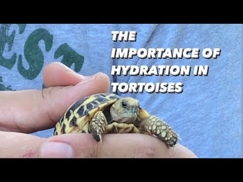 Tortoise care: The Importance Of Tortoise Hydration