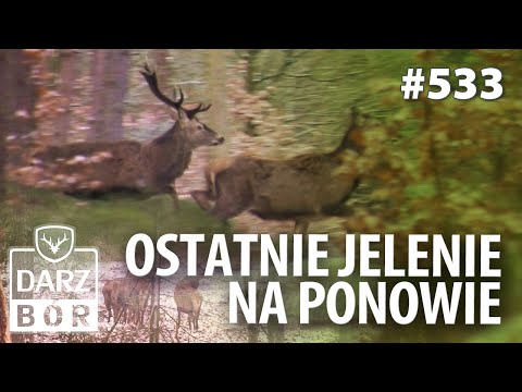 Darz Bór odc. 533 Koniec Polowań na Jelenie. Badania Lekarskie dla myśliwych.