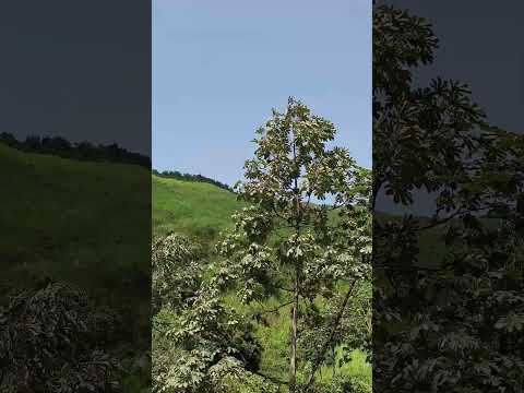 Guadalupe Huila Colombia