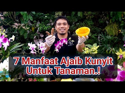 Manfaat Kunyit Untuk Tanaman Dan Hobi Berkebun, Tips Agar Tanaman Sehat dan Subur,, manfaat kunyit,