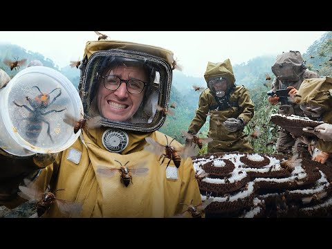 Meet the People Hunting and Eating Murder Hornets