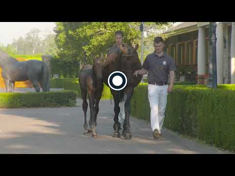 2. Paljas K by Dallas VDL and Indoctro, colt, born 11-06-2020