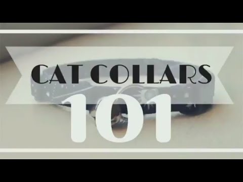 Cat Collars 101