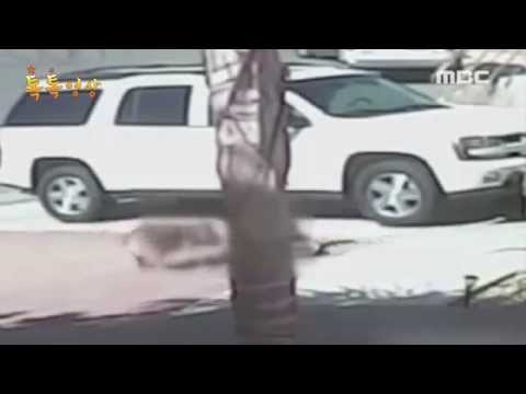 # 자폐증을 가진 아이 구한 강아지