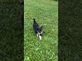 Australian Shepherd dogs for sale: Rosie - Video 1