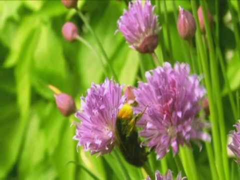 Loreena McKennitt - Seeds Of Love