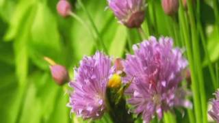 Loreena McKennitt - Seeds Of Love