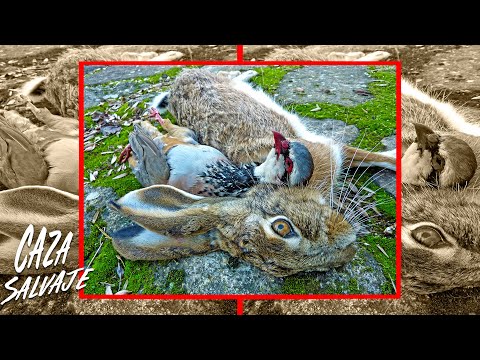 Caza de PERDICES y Liebres ¡💯Machazos Viejos😲! Caza Menor 2023