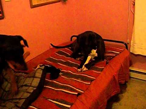 PARIS & CHICO  & TEHYA