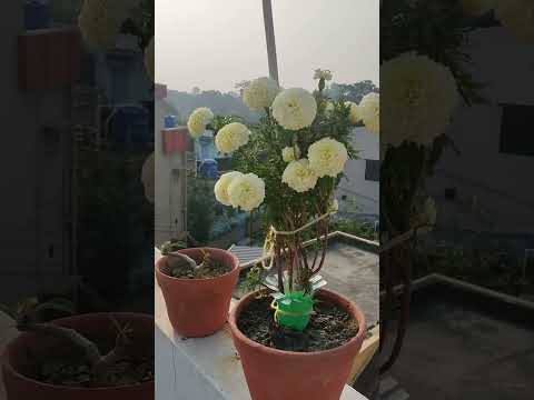 #Pradipta's house #gardening #motivation #flowers #flower blooming
