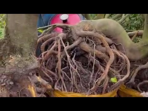 Hướng dẫn trồng mai đế nôm hiệu quả cao dễ bán giá cao #maivang