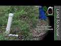 Hydrostatic Pressure Ram Pump