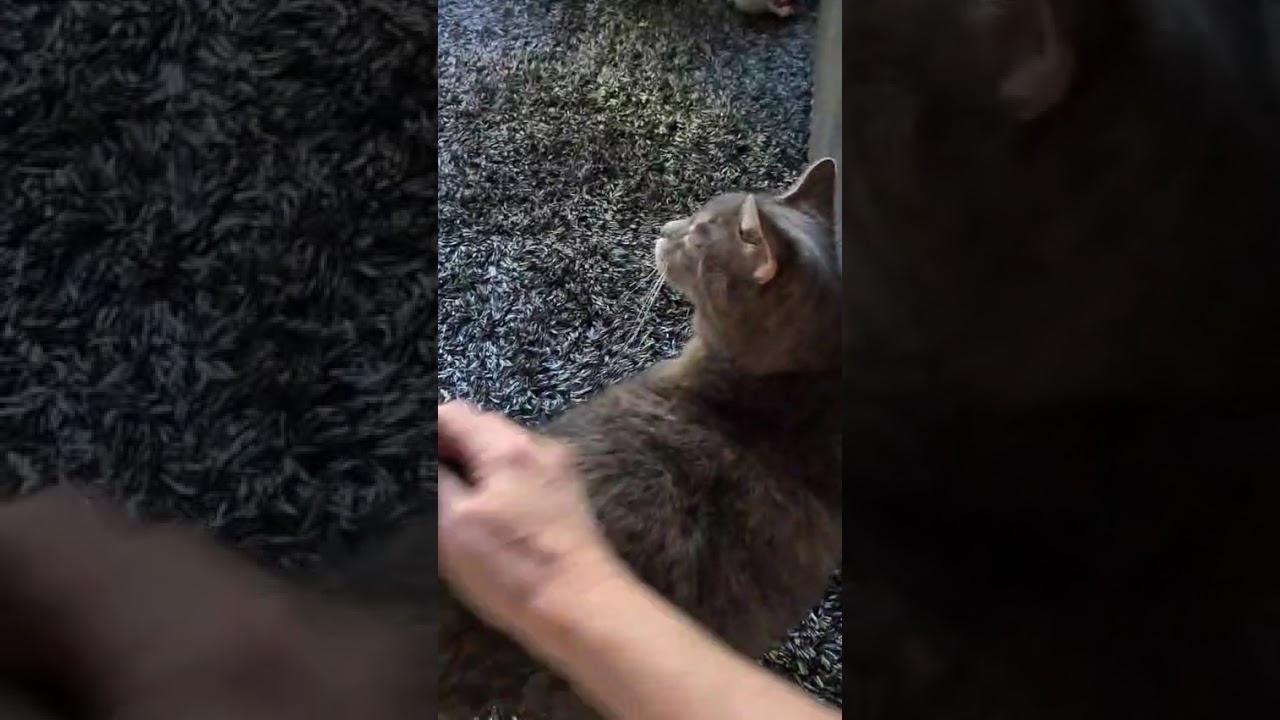 Enlarge Mojito (bonded with Manhattan), a Adoptable Domestic Short Hair in Toronto, ON video 3/6