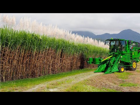 SugarCane Growing and Harvest - Sugar Mill Processing Line - Modern Machine Harvest