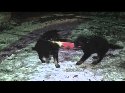 Dornheimer Land / Lehrbacher Schloss - 7 weeks