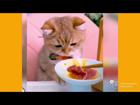 cat's funny video