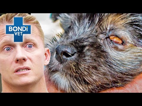 Eyeball Pops Out of Tiny Rescue Pup's Head 😱  | Vet on the Hill Clips | Bondi Vet