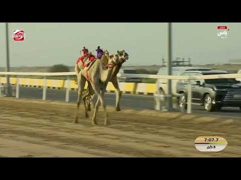 ش 3 (نشوه) لـ هجن الرئاسة 12:25:97  ، مهرجان ختامي الشحانية 2026/04/26 ثنايا