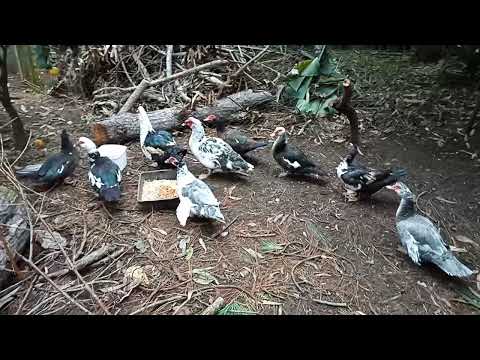 Muscovy Ducks, Danny and Dm and some girls, 6th June 2021