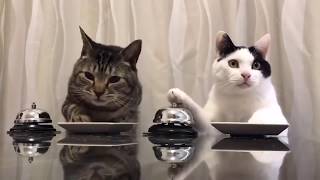 faze tari retrospectiva lunii Martie