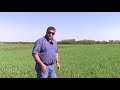 Frost Seeding Alfalfa