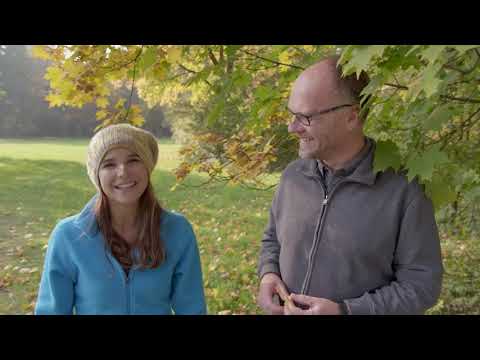 Annas Bäume - Der Ahorn