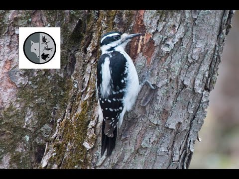 download lagu mp3 mp4 Pic Chevelu, download lagu Pic Chevelu gratis, unduh video klip Pic Chevelu